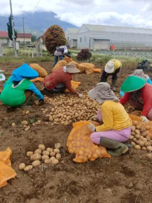 Produktivitas Kentang Kerinci Naik 8,76%, Kementan Dorong Perluasan Pasar dan Hilirisasi