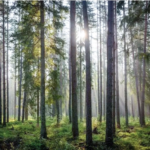 Memulihkan Hulu, Menyelamatkan Hilir: STRATEGI PDASRH ATASI BENCANA