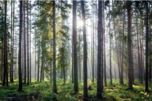 Memulihkan Hulu, Menyelamatkan Hilir: STRATEGI PDASRH ATASI BENCANA