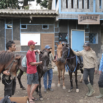 Kampung Koboi Tugu Selatan, Wujud Transformasi Desa Berbasis Potensi Lokal dalam Program Desa BRILiaN