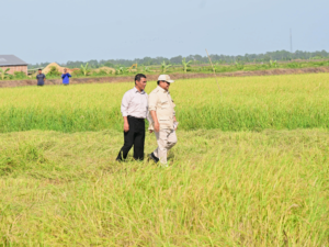 Tegaskan Kesiapan Indonesia Hadapi El Nino, Mentan: Stok Beras Tertinggi Sepanjang Sejarah