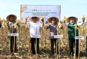 Dukung Ketahanan Pangan, Petani Binaan BAZNAS di NTB Sukses Panen Raya 400 Ton Jagung