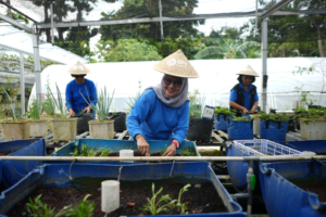 Dari Kartini untuk Bumi: BRI Berdayakan Perempuan Lewat Urban Farming Program BRInita