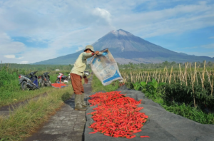 Komitmen Dukung Ketahanan Pangan Nasional, BRI Salurkan KUR Rp65,95 Triliun, Jangkau 558 Ribu Petani dan 23 Ribu Nelayan per April 2026