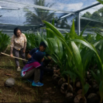 Kementan Pastikan 39.861 Bibit Kelapa di Sulut Siap Disalurkan ke Petani