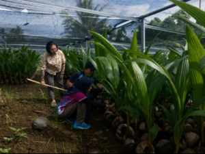 Kementan Pastikan 39.861 Bibit Kelapa di Sulut Siap Disalurkan ke Petani