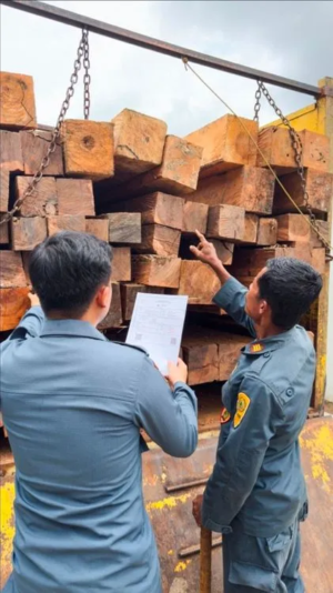 Bermodus Dokumen Palsu, Gakkum Kehutanan Bongkar Peredaran Kayu Ilegal Lintas Provinsi di Sulawesi, Tiga Tersangka Siap Disidangkan