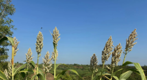 Inisiatif Bioenergy Lestari Diakui Dunia, Pertamina Raih Outstanding SDG Innovator 2026