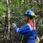 Program Pertamina Trans Kontinental Berhasil Tingkatkan Keanekaragaman Hayati Kawasan Mangrove Kariangau