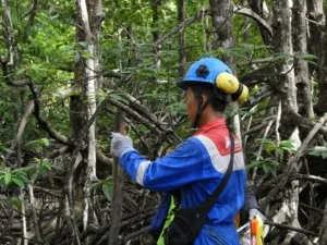 Program Pertamina Trans Kontinental Berhasil Tingkatkan Keanekaragaman Hayati Kawasan Mangrove Kariangau